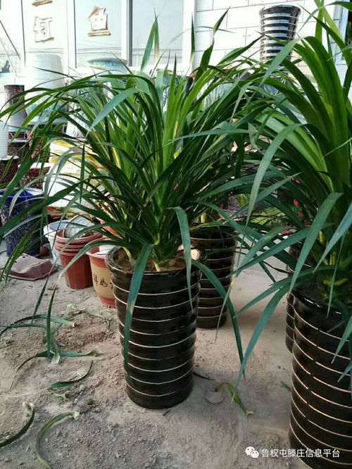 商務(wù)送禮新風(fēng)尚 大氣擺件與綠植鮮花的完美選擇