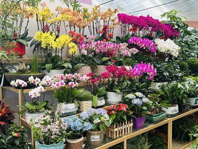 春風(fēng)有信花為禮 婦女節(jié)濟(jì)南鮮花銷售持續(xù)升溫，禮品花卉受熱捧